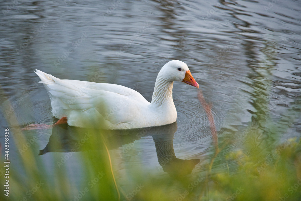 Naklejka premium white swan on the lake