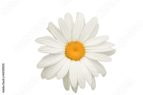 Fototapeta Naklejka Na Ścianę i Meble -  Daisy flower isolated on white