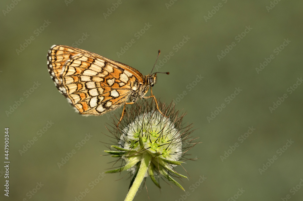 Melitaea athalia Melitaea athalia