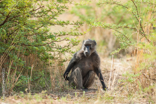 Female Chacma Baboon Looking Around 