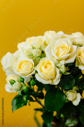 major plan yellow background roses flowers 