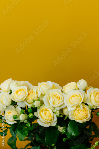 roses flowers yellow background major plan
