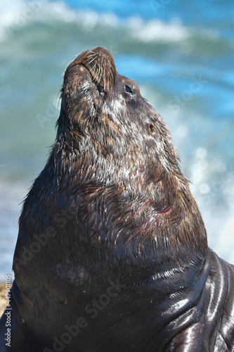 Male Sea Lion , Peninsula Valdes, Unesco World Heritage , Site, Patagonia, Argentina
