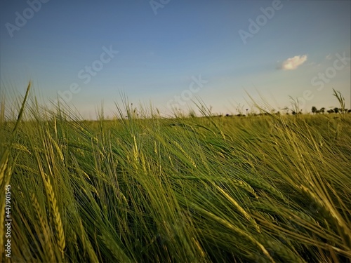 łąka, pole trawy, zboże, niebo