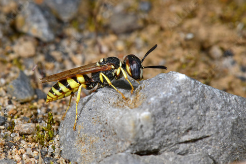 European Beewolf // Bienenwolf (Philanthus triangulum)  photo