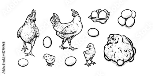 Hens and chickens free-grazing in poultry farm. Sketch illustration of hens with eggs and baby chicks isolated in white background. Hand drawn vector illustration