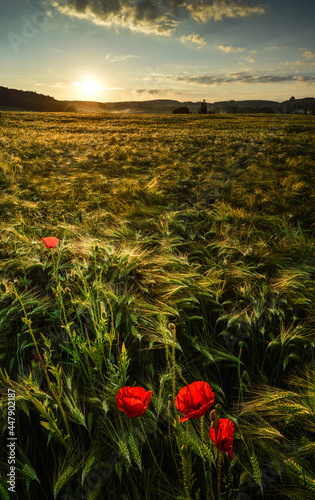 Obraz na płótnie Ears of barley field and poppy flowers at Lower Silesia, Poland w salonie