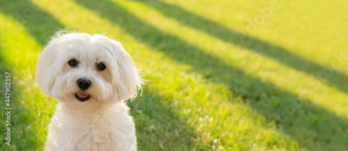 Fotografiet Maltese dog  looks at the camera on a grass background in with sunlight