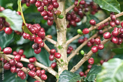 Coffee tree with ripe fruits. Coffee beans ripening on a tree. Good quality red coffee beans exuberant. Coffee cultivation in Colombia