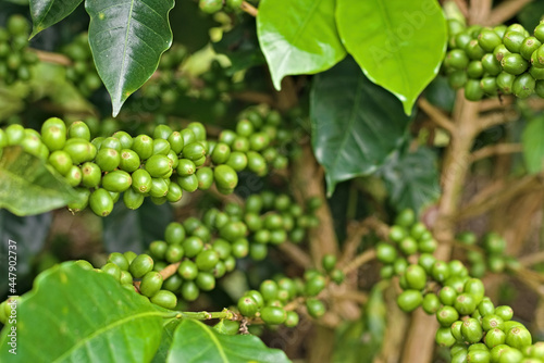Green coffee branch. Coffee tree with green fruits. Green coffee beans on the branch. Unripe coffee berries