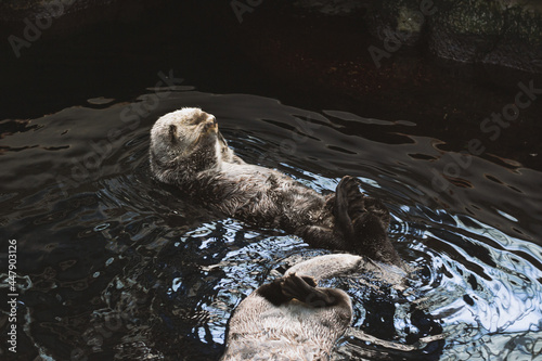 A sea otter kalan swims in the water on its back and washes