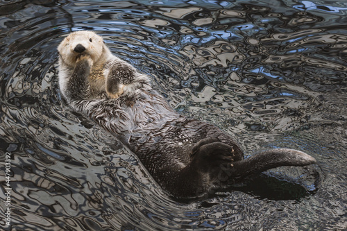 A sea otter kalan swims in the water on its back and washes