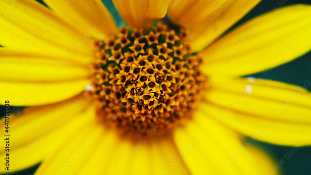 Banner macro photography wild yellow flower close-up, selective focus Banner macro photography wild yellow flower close-up, selective focus
