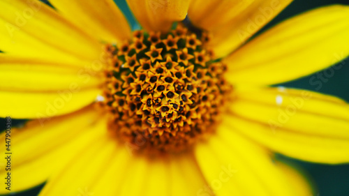 Banner macro photography wild yellow flower close-up  selective focus