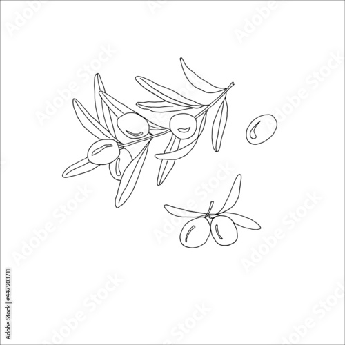 A set of olives drawn in a vector