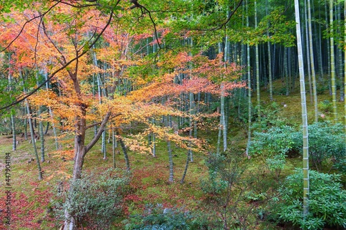 Autumn in Tenryuji Gardens, Arashiyama photo