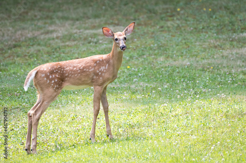 A White Tailed Deer fawn stands in the sun in the grass. Fawns are born from April to July each year and are born with spots that fade as they mature.