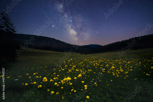 Fototapeta Naklejka Na Ścianę i Meble -  Long time exposure night landscape with Milky Way Galaxy above mountain meadow overgrown with yellow wild peonies