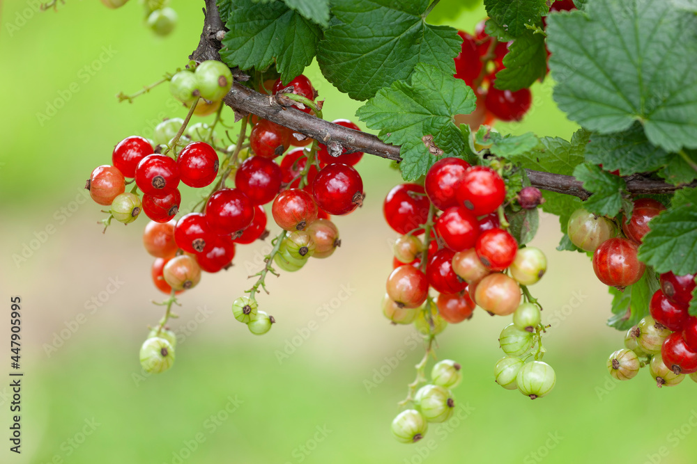 Cultivated redcurrant berries