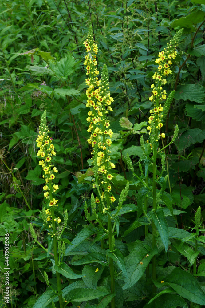 Kleinblütige Königskerze Kleinblütige Königskerze