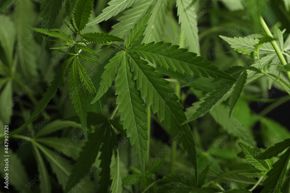 Green organic hemp growing outdoors, closeup view Green organic hemp growing outdoors, closeup view