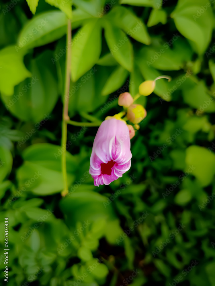 Pink flower over green leaves blur background
