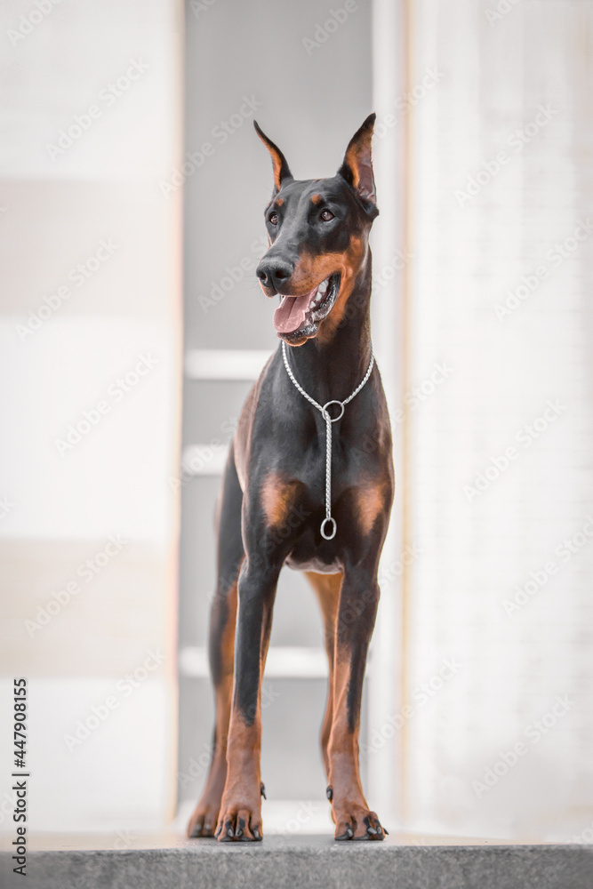 doberman in the city standing on a bench doberman in the city standing on a bench