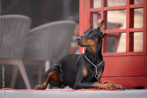 Slika na platnu doberman in the city lies by the phone booth
