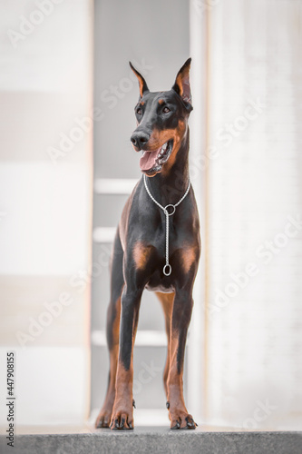 doberman in the city standing on a bench