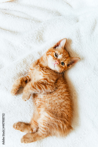 Cute ginger kitten looks at camera