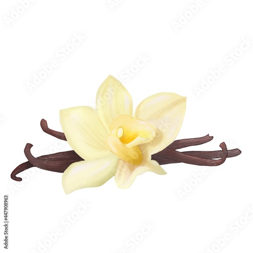 Watercolor illustration vanilla flower. Hand draw delicious ingredient. Cartoon blossom. Logo design vegetarian and pastry shop. Food breakfast. Traditional ingredient 