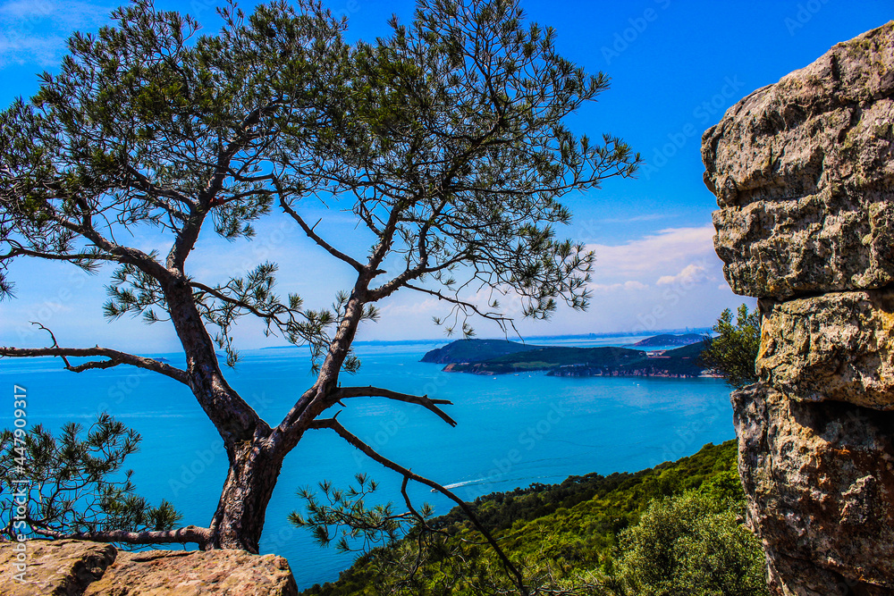 tree on the rock