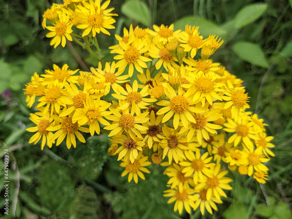 Bright yellow common ragwort flowers, Senecio jacobaea Bright yellow common ragwort flowers, Senecio jacobaea