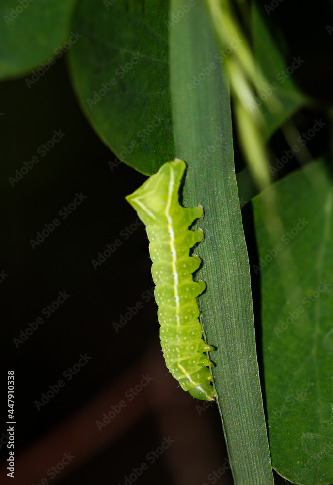 Naklejka premium Nahaufnahme einer Pyramiedenfalters Raupe.