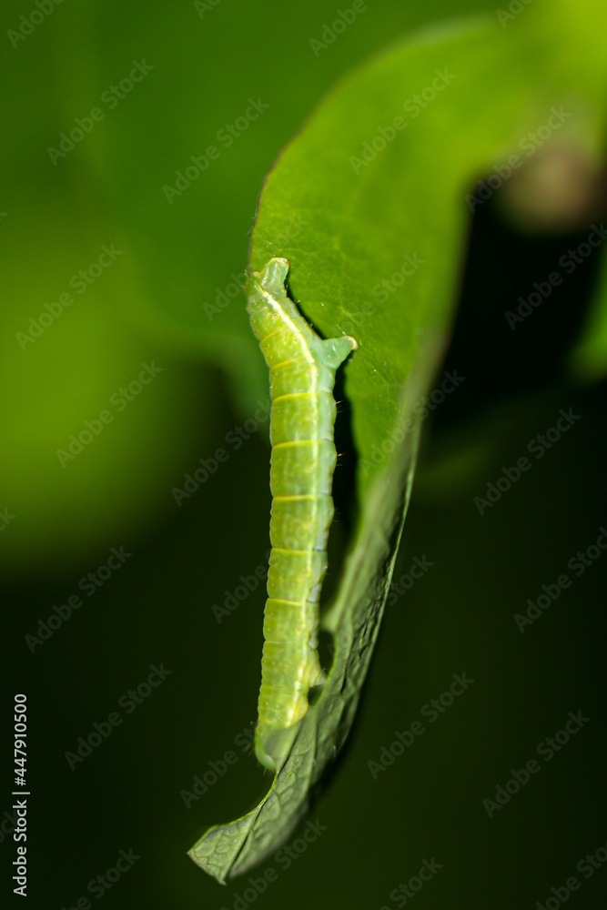 Vermutlich eine Raupe des Frühen Schlehenbusch Winterspanner oder auch der Theria rupicapraria..
Vermutlich eine Raupe des Frühen Schlehenbusch Winterspanner oder auch der Theria rupicapraria..