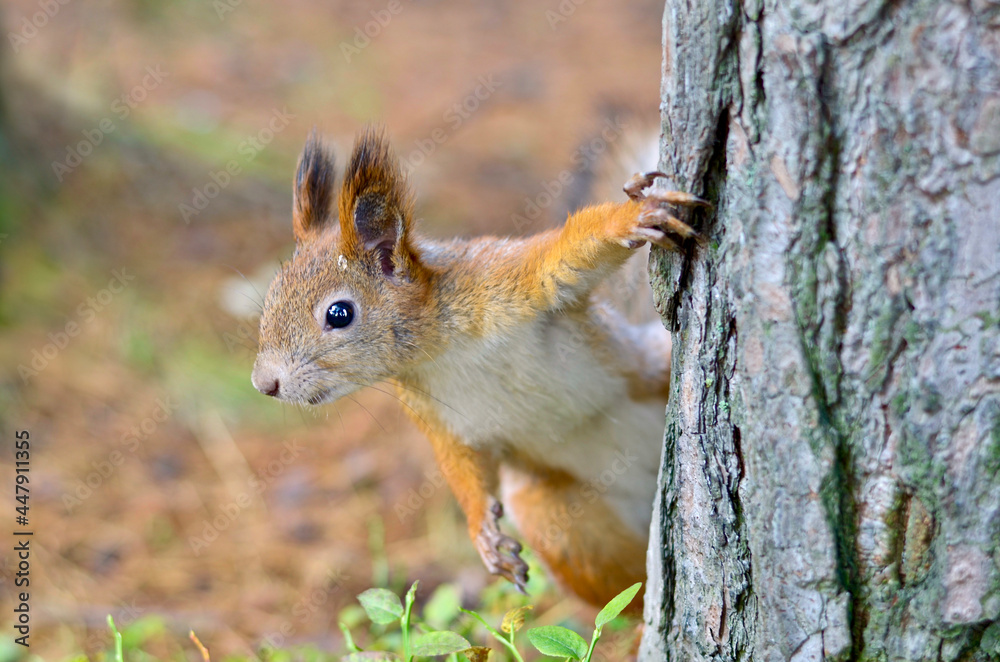 A red squirrel peeks out from behind a tree. A red squirrel peeks out from behind a tree.