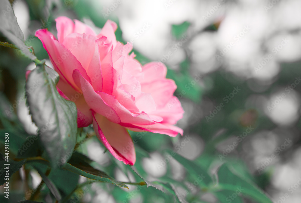Pink rose flower isolated on background blurry in the garden . Pink rose flower isolated on background blurry in the garden .