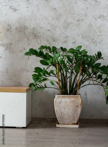 Fototapeta Naklejka Na Ścianę i Meble -  Beautiful house plant zamiokulkas in a white pot on a gray concrete background. The concept of minimalism.
