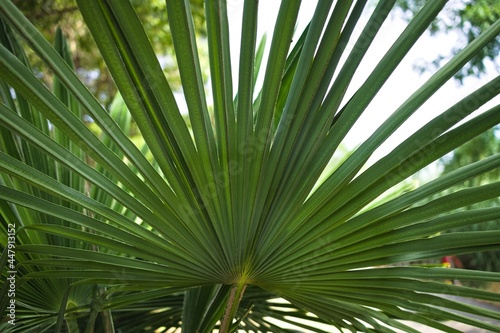 A green leaf of Serenoa repens, commonly known as saw palmetto, is the sole species currently classified in the genus Serenoa. It is a small palm (Marche, Italy, Europe) © Tommaso