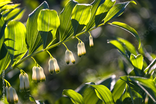 A perennial herbaceous plant, a species of the genus Kupena of the Asparagus family photo