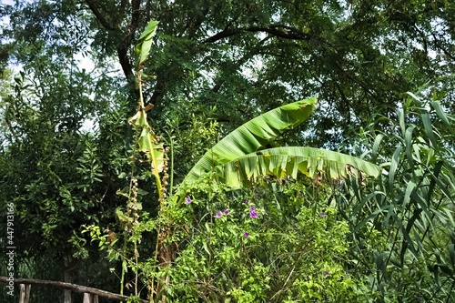 A banana palm tree in the forest (Marche, Italy, Europe)