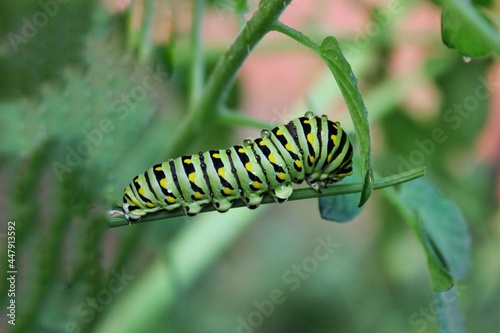 caterpillar on leaf © Lina