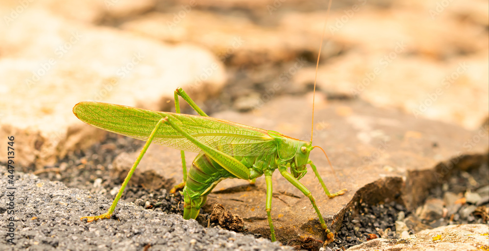 Big green hay horse laying eggs. Female Nymph of a great green bush cricket sitting on leaf. long horned grasshoppers insect Scientific Tettigonia viridissima. large species of katydid or bush-cricket Big green hay horse laying eggs. Female Nymph of a great green bush cricket sitting on leaf. long horned grasshoppers insect Scientific Tettigonia viridissima. large species of katydid or bush-cricket
