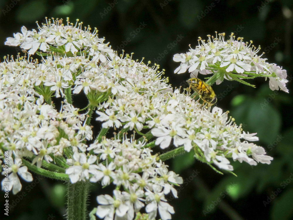 bumble bee collecting pollen from hogweed also known as cow parsnip