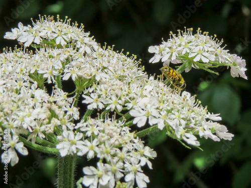 bumble bee collecting pollen from hogweed also known as cow parsnip