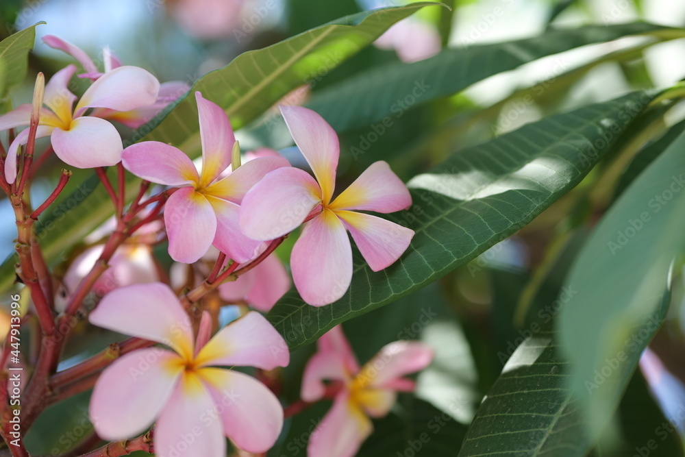 frangipani flowers Close up beautiful Plumeria. Amazing of Thai frangipani flowers on green leaf background. frangipani flowers Close up beautiful Plumeria. Amazing of Thai frangipani flowers on green leaf background.