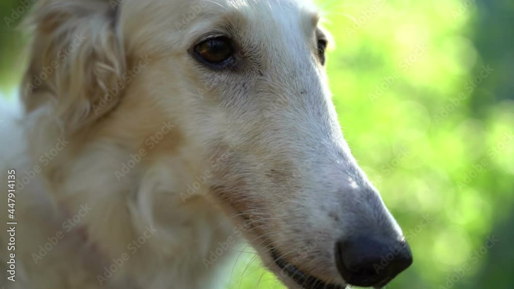 white red russian greyhound dog outdoors close up funny muzzle close up white red russian greyhound dog outdoors close up funny muzzle close up