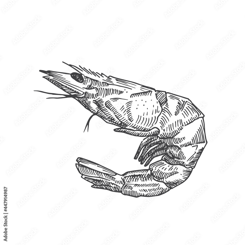 Fototapeta premium Hand Drawn Shrimp Vector Illustration. Abstract Seafood Sketch. Prawn Engraving Style Drawing. Isolated