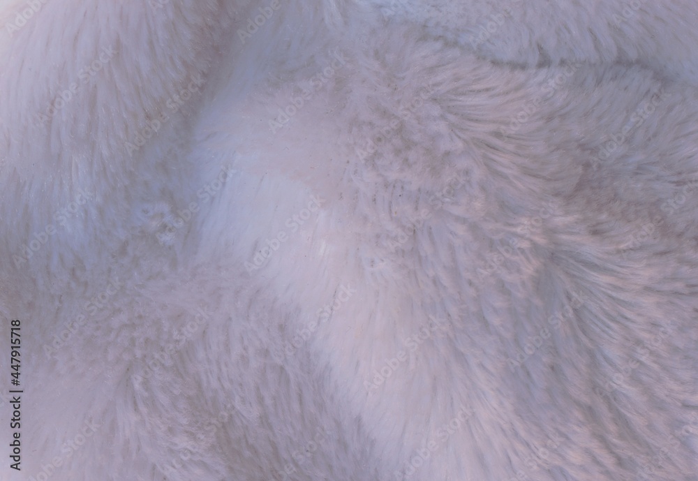 close-up white fur background close-up white fur background