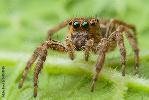 Closeup spider on the leaves